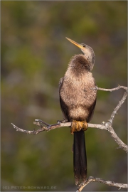 Amerika-Schlangenhalsvogel (Anhinga anhinga) 05
