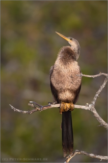 Amerika-Schlangenhalsvogel (Anhinga anhinga) 05