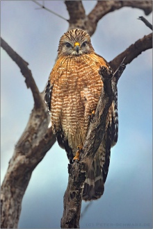 Rotschulterbussard (Buteo lineatus) 06
