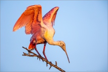 Rosalöffler (Ajaia ajaja) 06