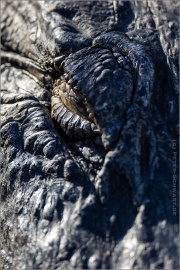 Mississippi-Alligator (Alligator mississippiensis) 02