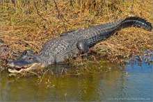 Mississippi-Alligator (Alligator mississippiensis) 05