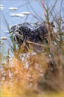 Mississippi-Alligator (Alligator mississippiensis) 04