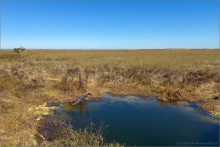 Mississippi-Alligator (Alligator mississippiensis) 06