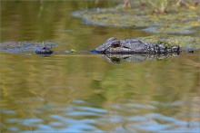 Mississippi-Alligator (Alligator mississippiensis) 03