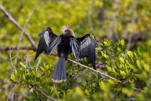 Amerika-Schlangenhalsvogel (Anhinga anhinga) 03