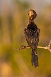 Amerika-Schlangenhalsvogel (Anhinga anhinga) 01