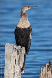 Amerika-Schlangenhalsvogel (Anhinga anhinga) 04