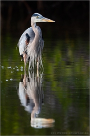 Kanadareiher (Ardea herodias) 01