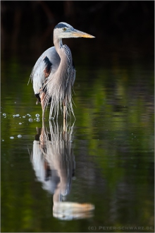 Kanadareiher (Ardea herodias) 01
