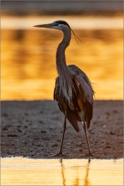 Kanadareiher (Ardea herodias) 02