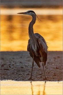 Kanadareiher (Ardea herodias) 02
