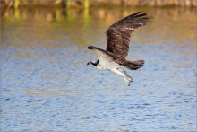 Fischadler (Pandion haliaetus) 09