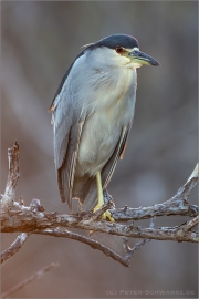 Nachtreiher (Nycticorax nycticorax) 02