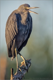 Blaureiher (Egretta caerulea) 01
