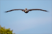Brauner Pelikan (Pelecanus occidentalis) 03