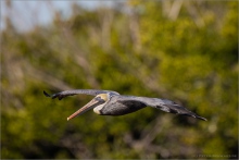 Brauner Pelikan (Pelecanus occidentalis) 04