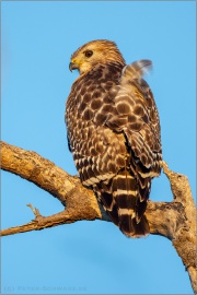 Rotschulterbussard (Buteo lineatus) 07
