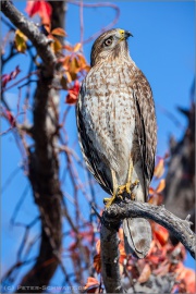 Rotschulterbussard (Buteo lineatus) 08