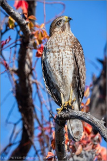Rotschulterbussard (Buteo lineatus) 08