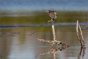 Grünreiher (Butorides virescens) 01