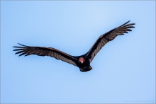Truthahngeier (Cathartes aura) 01
