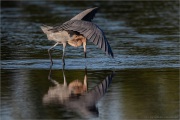 Rötelreiher (Egretta rufescens) 10