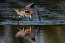 Rötelreiher (Egretta rufescens) 10