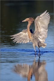 Rötelreiher (Egretta rufescens) 12