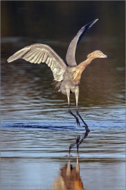 Rötelreiher (Egretta rufescens) 13