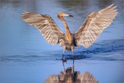 Rötelreiher (Egretta rufescens) 14