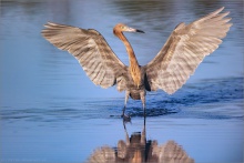 Rötelreiher (Egretta rufescens) 14