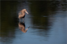 Rötelreiher (Egretta rufescens) 15