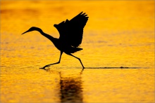 Rötelreiher (Egretta rufescens) 25