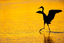 Rötelreiher (Egretta rufescens) 22