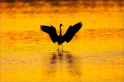 Rötelreiher (Egretta rufescens) 21