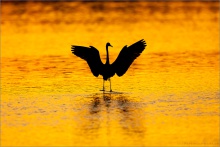 Rötelreiher (Egretta rufescens) 21