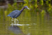 Rötelreiher (Egretta rufescens) 01