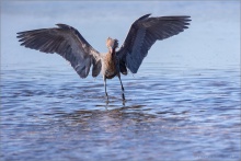 Rötelreiher (Egretta rufescens) 07