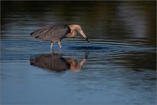 Rötelreiher (Egretta rufescens) 16