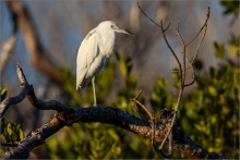 Schmuckreiher (Egretta thula) 01