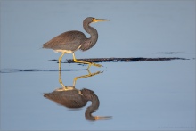 Dreifarbenreiher (Egretta tricolor) 04