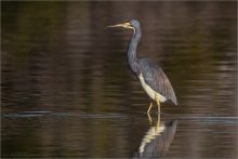 Dreifarbenreiher (Egretta tricolor) 05