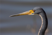 Dreifarbenreiher (Egretta tricolor) 08