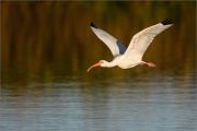 Schneesichler (Eudocimus albus) 01