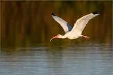 Schneesichler (Eudocimus albus) 01