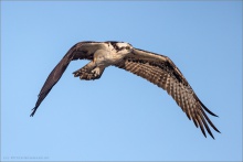 Fischadler (Pandion haliaetus) 18