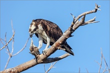 Fischadler (Pandion haliaetus) 12