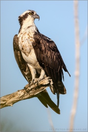 Fischadler (Pandion haliaetus) 20