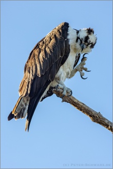 Fischadler (Pandion haliaetus) 19